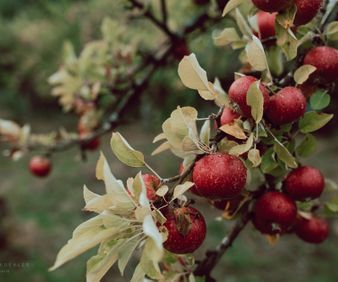 Sweden_Apple Orchard II